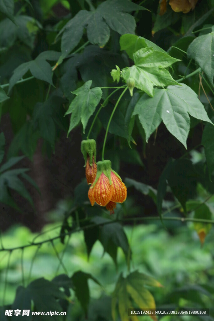 灯笼花