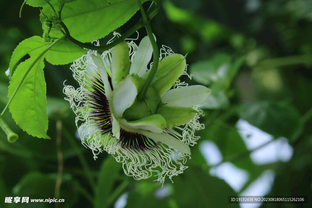 百香果花
