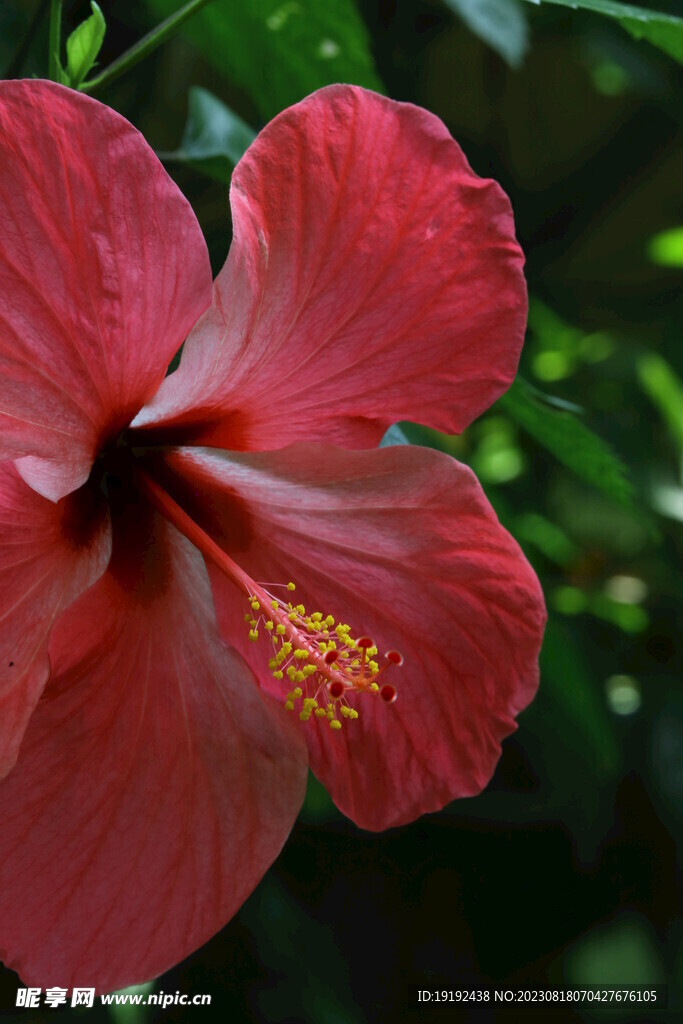 朱槿花 
