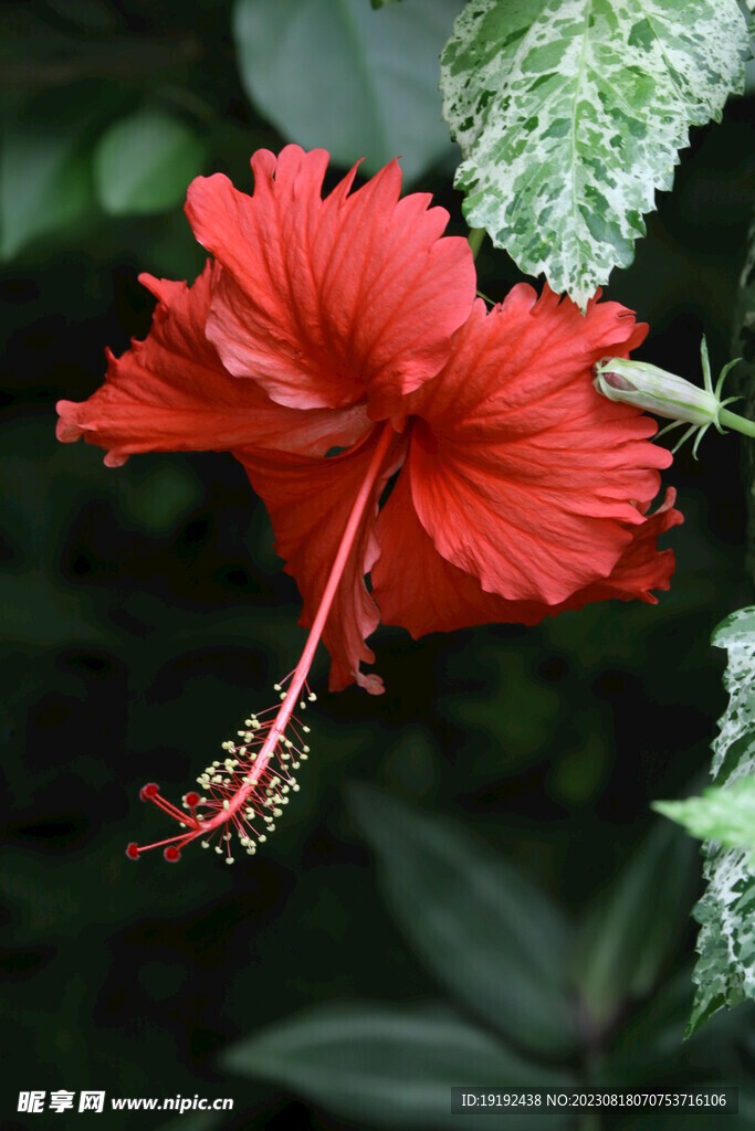 朱槿花 