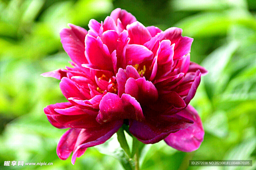 芍药花开