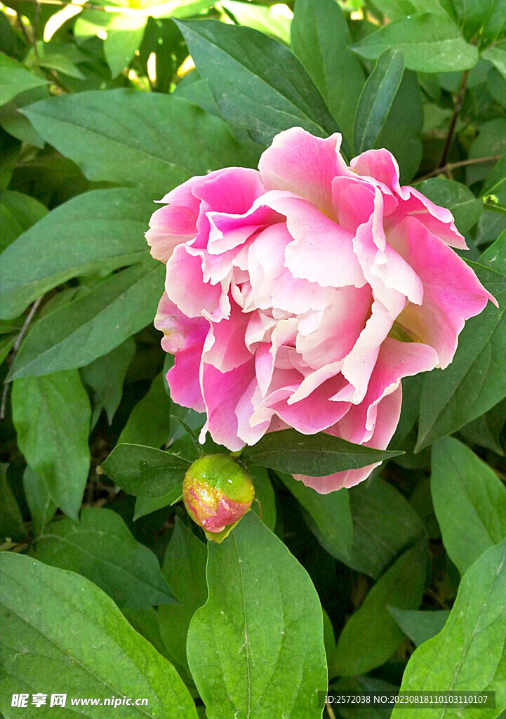 芍药花开