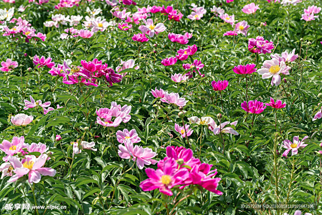 芍药花开