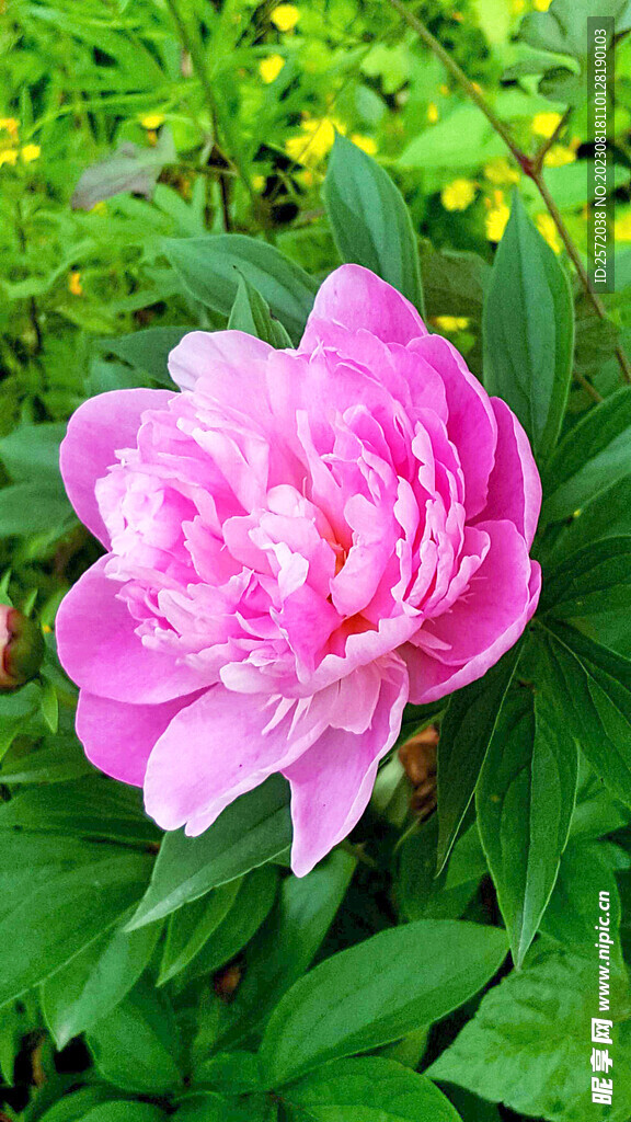 芍药花开
