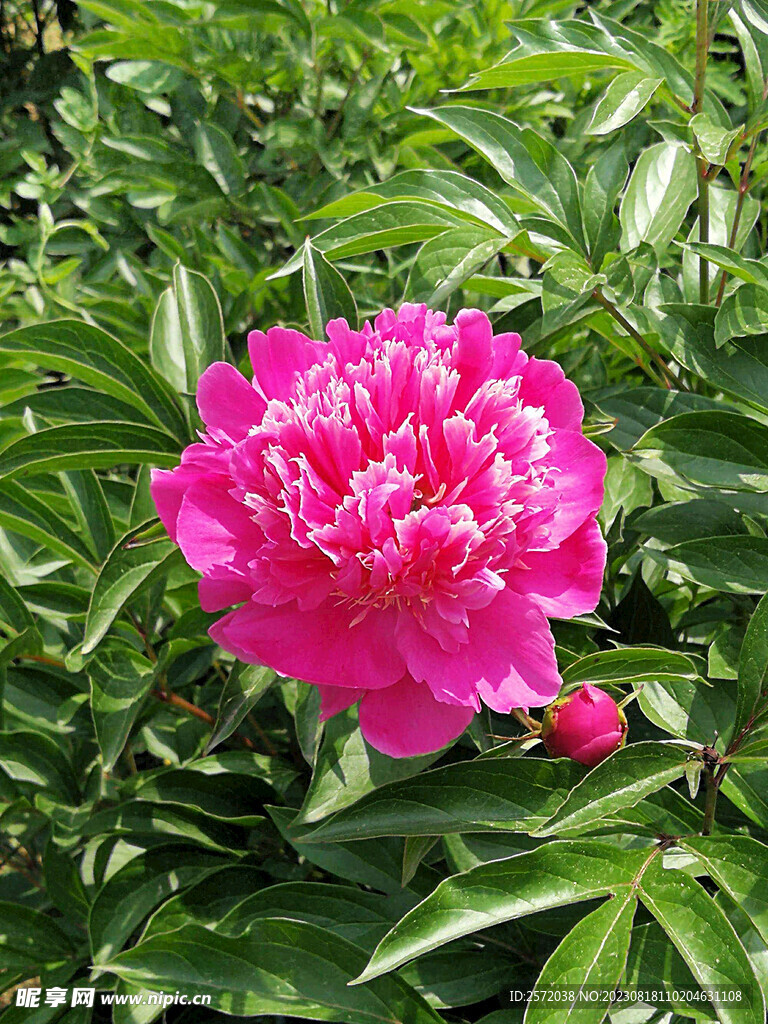 芍药花开
