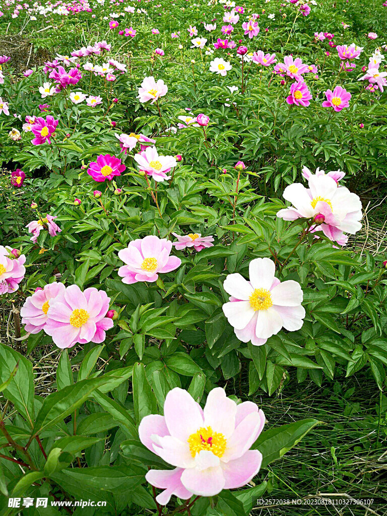 芍药花开