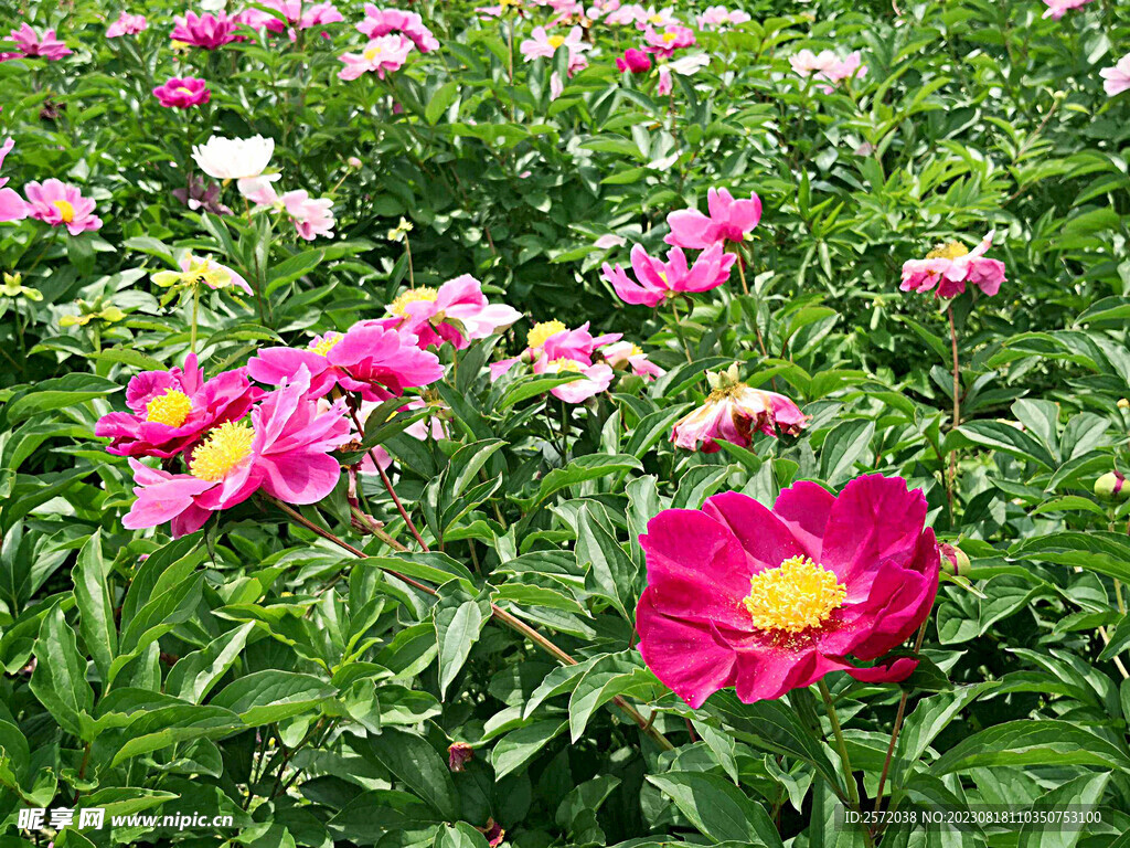 芍药花开