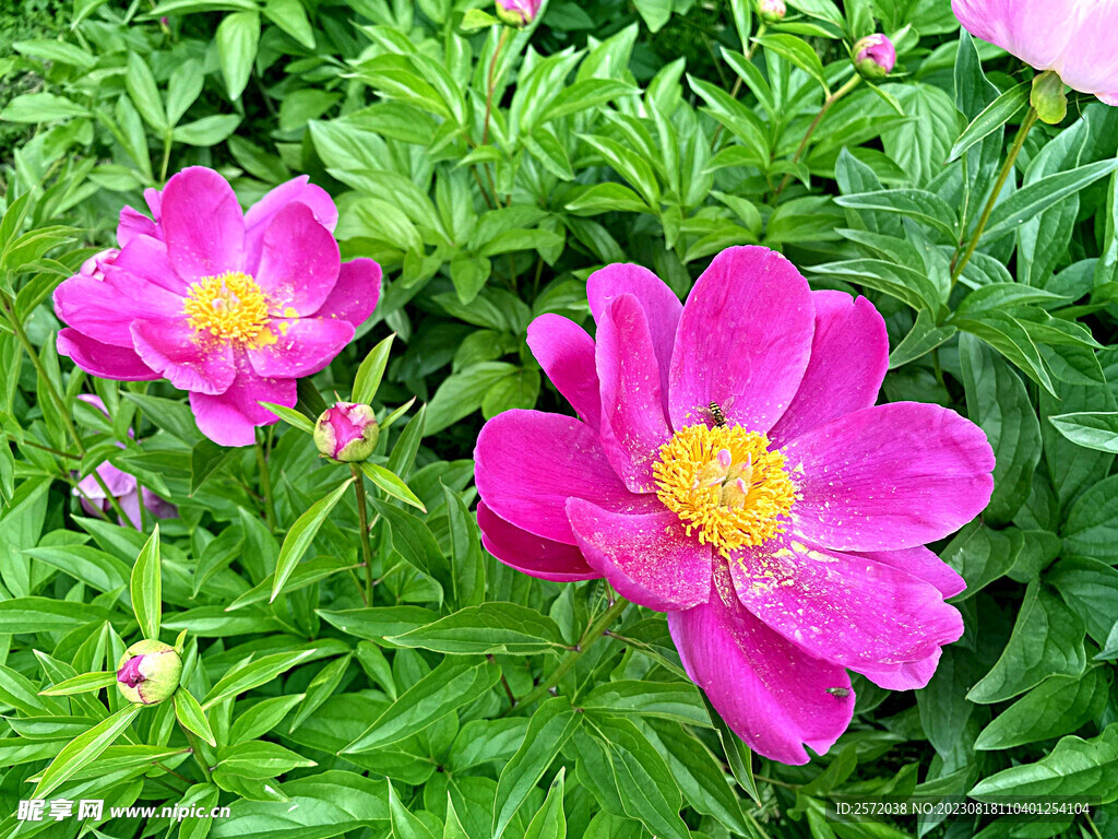 芍药花开