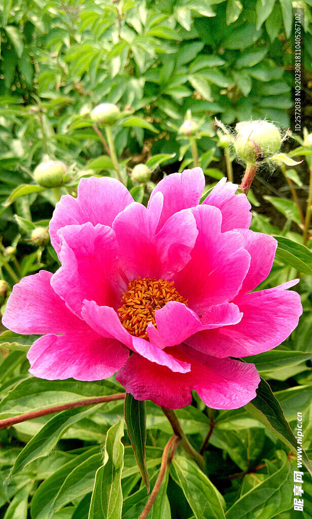 芍药花开