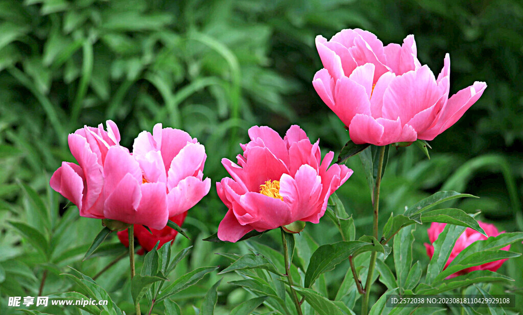芍药花开