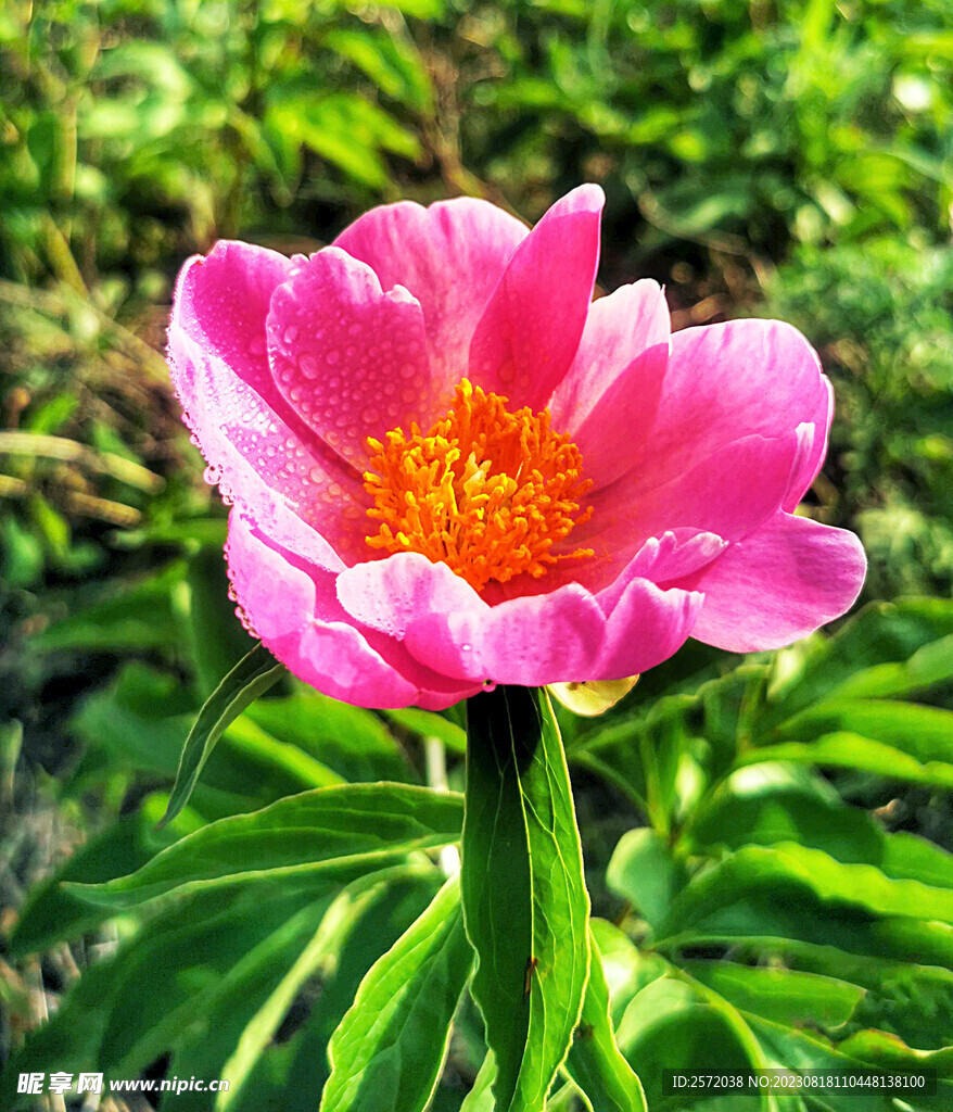 芍药花开