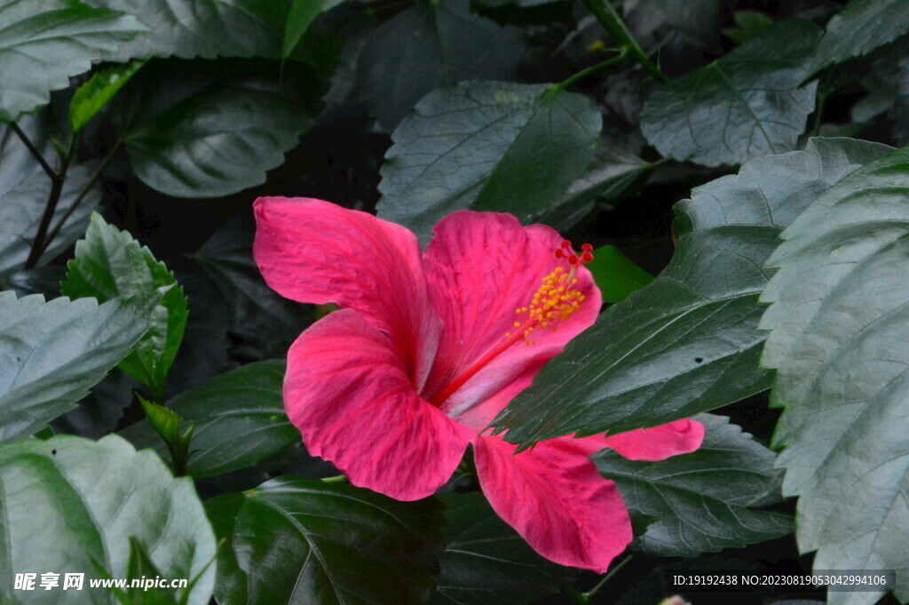 朱槿花