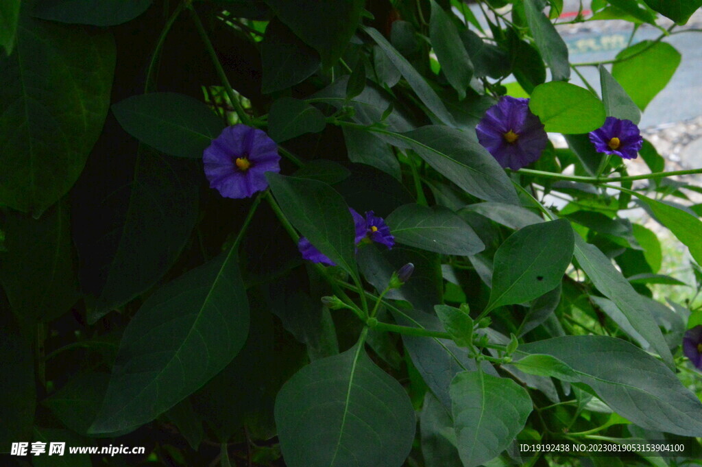 蓝花茄