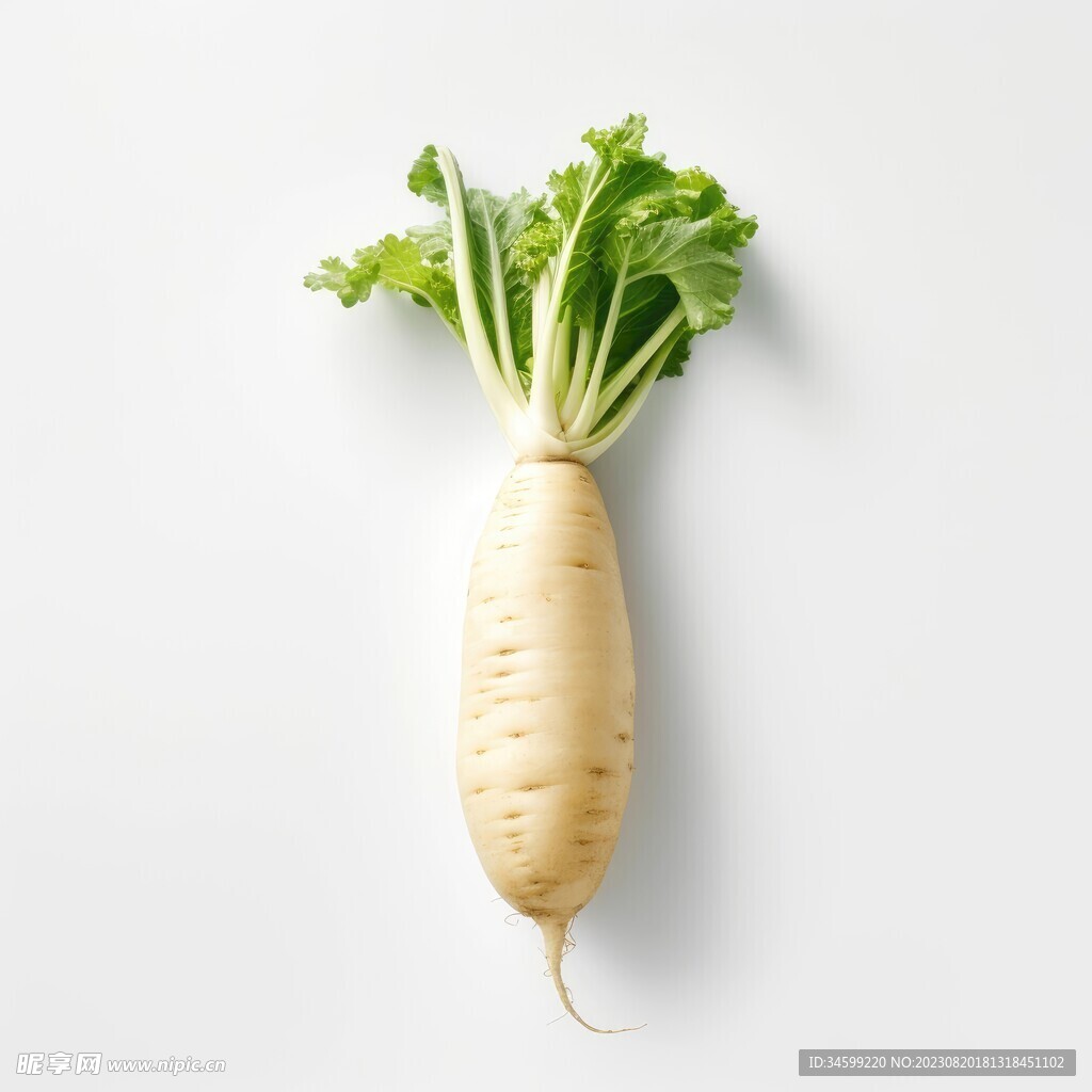  白萝卜 