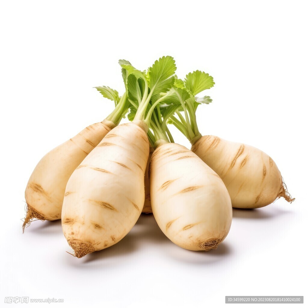  白萝卜 