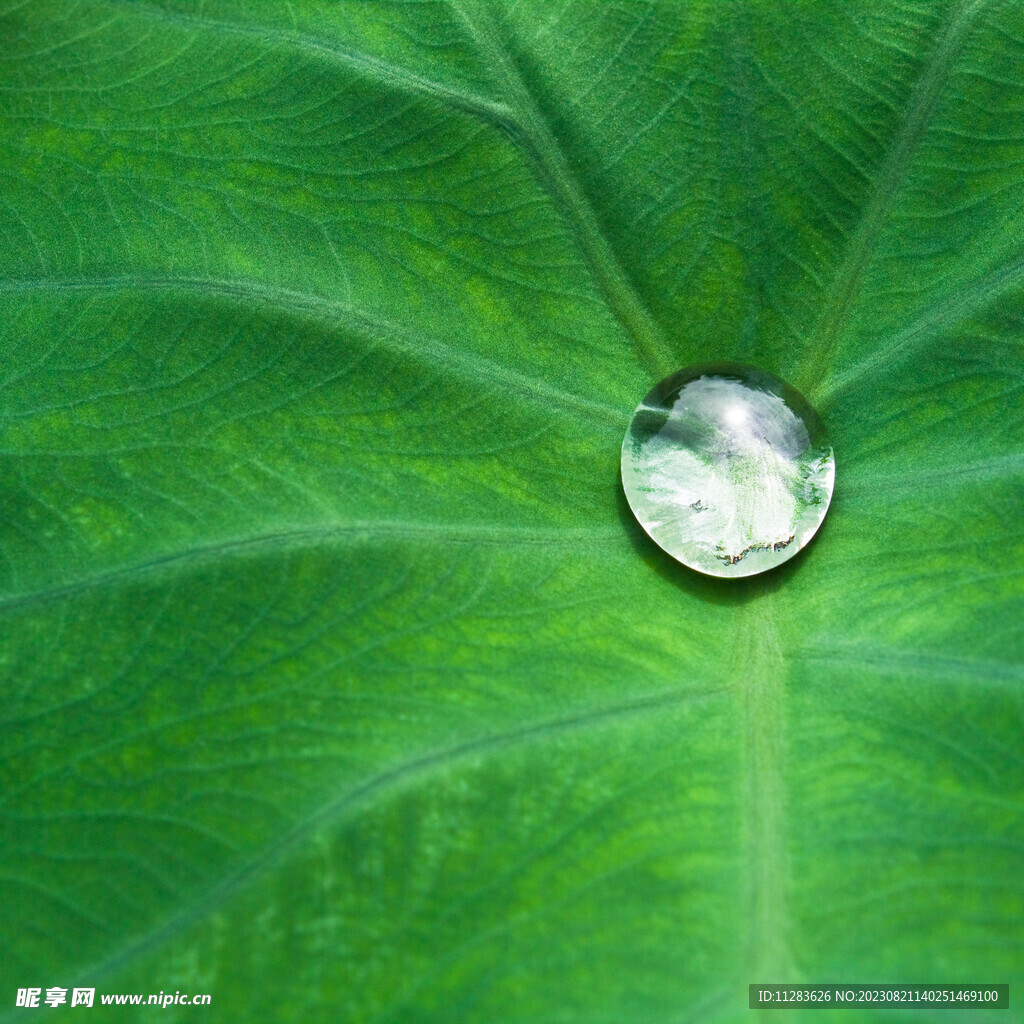 水珠露珠图片