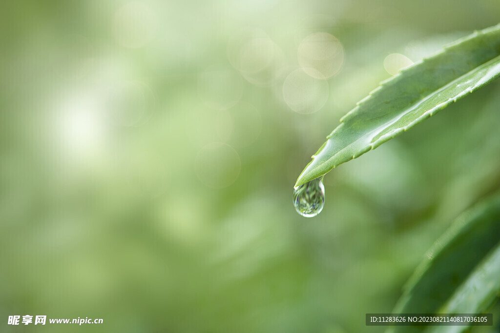 水珠露珠图片