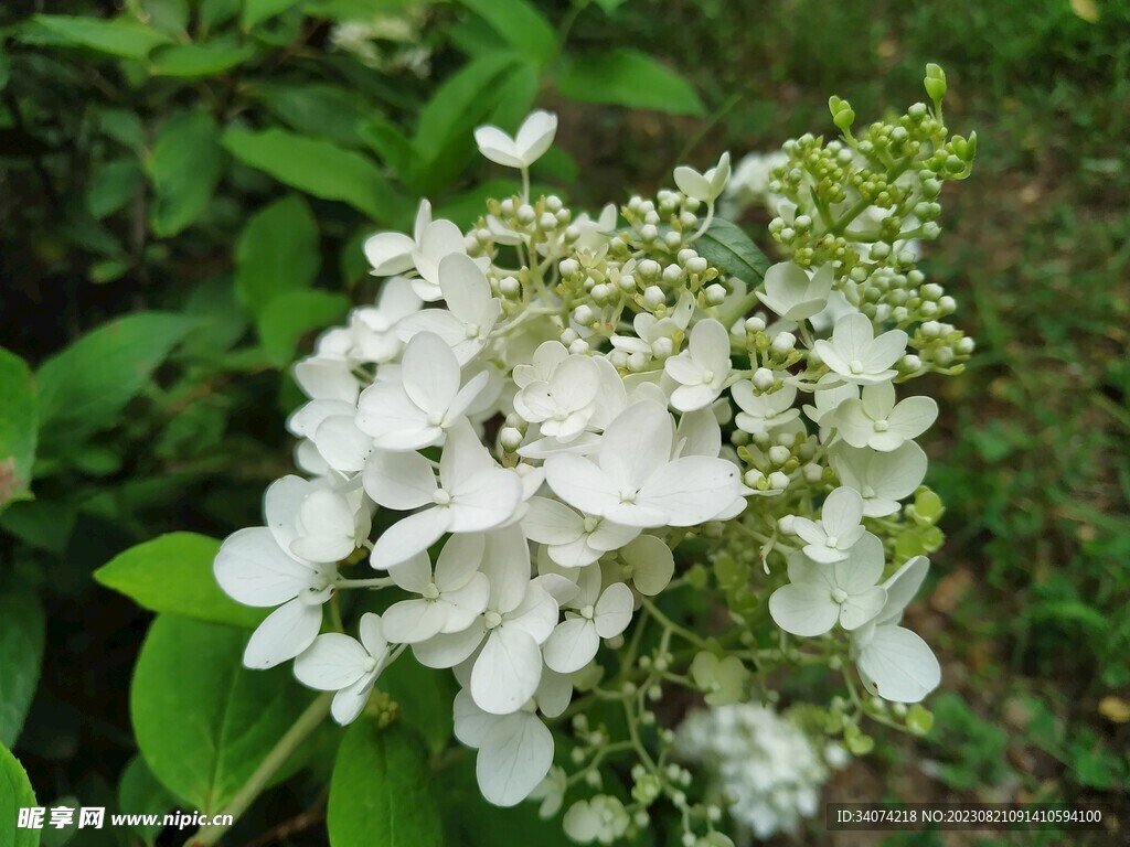 圆锥绣球花