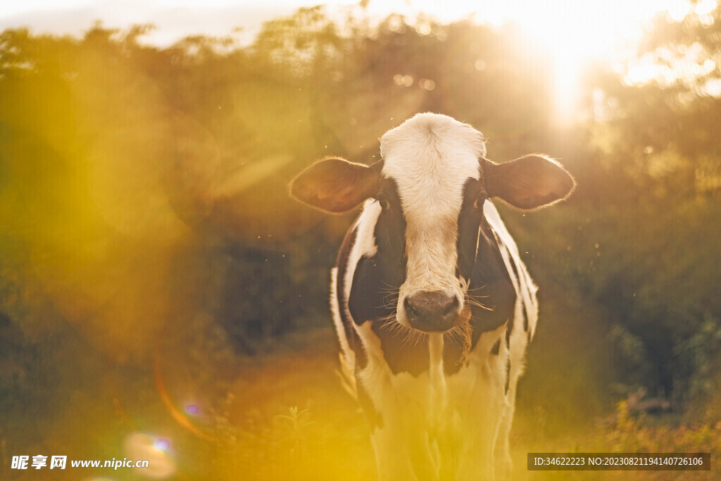 散养牛
