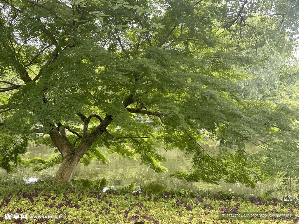 公园林荫风景