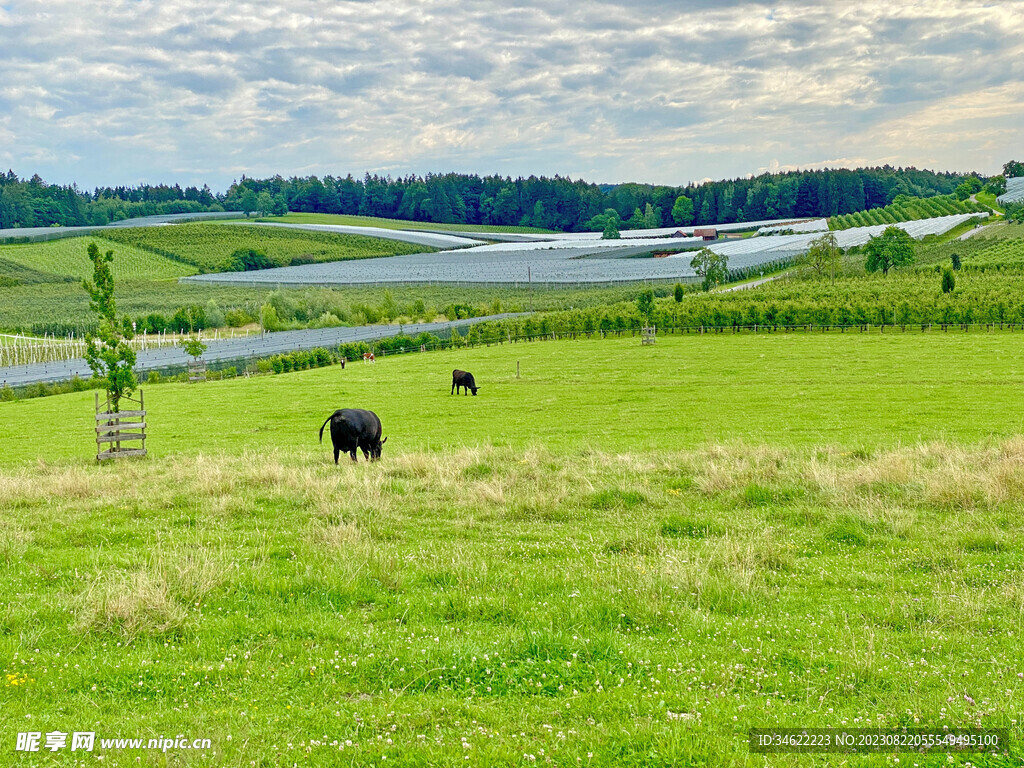 散养牛 