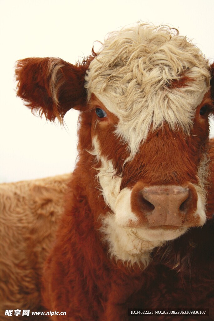 散养牛