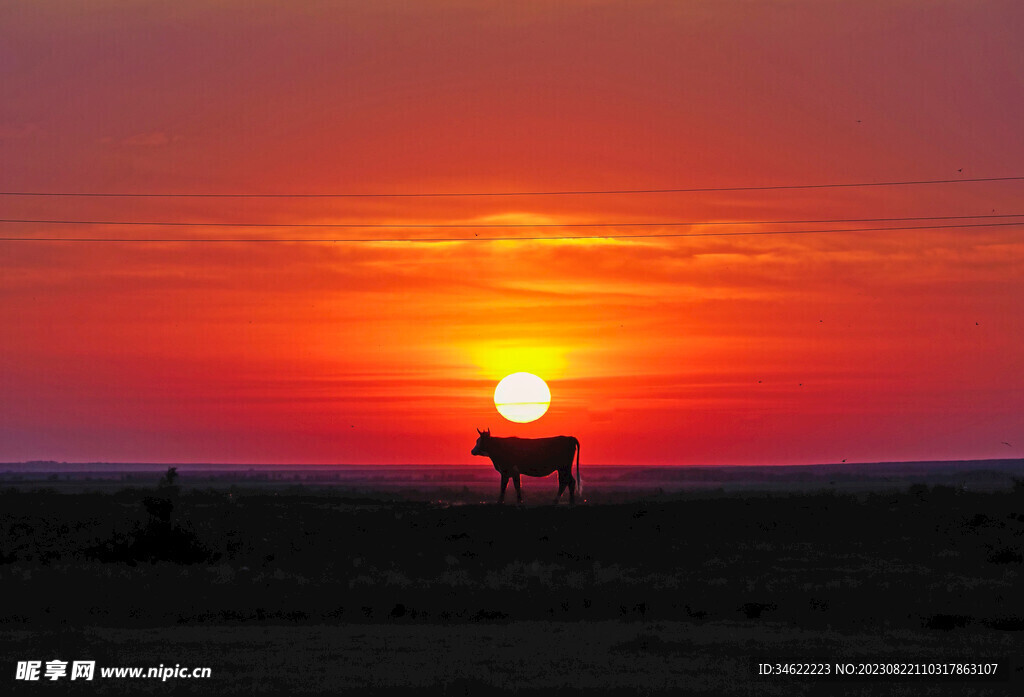 夕阳归牛