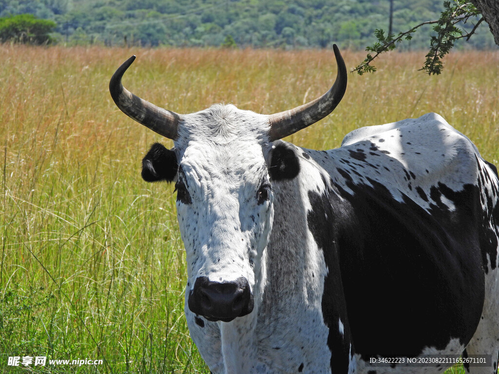 田野牛