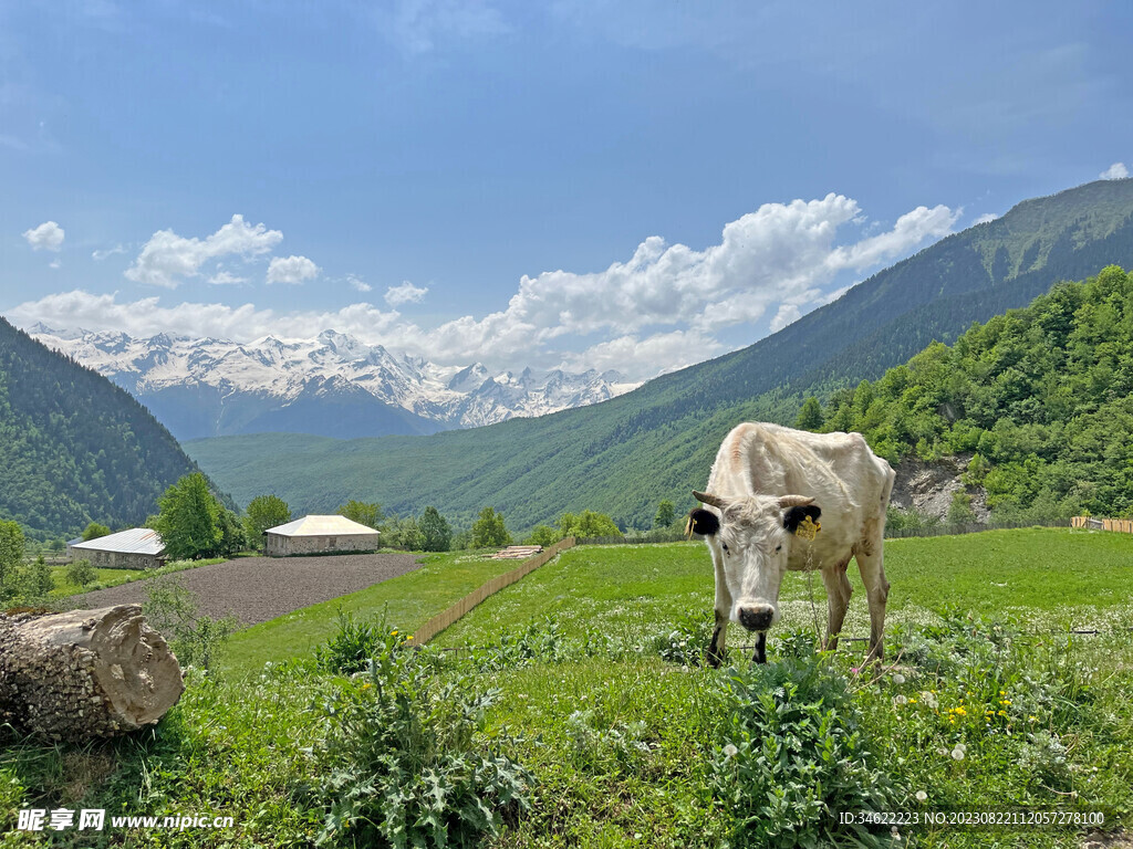 大山养牛