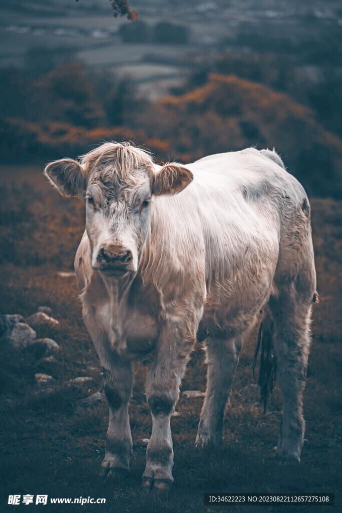 肉牛