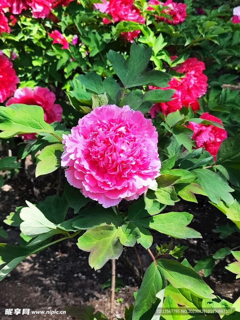 花