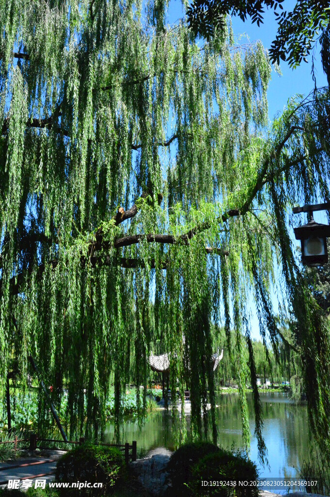 公园风景