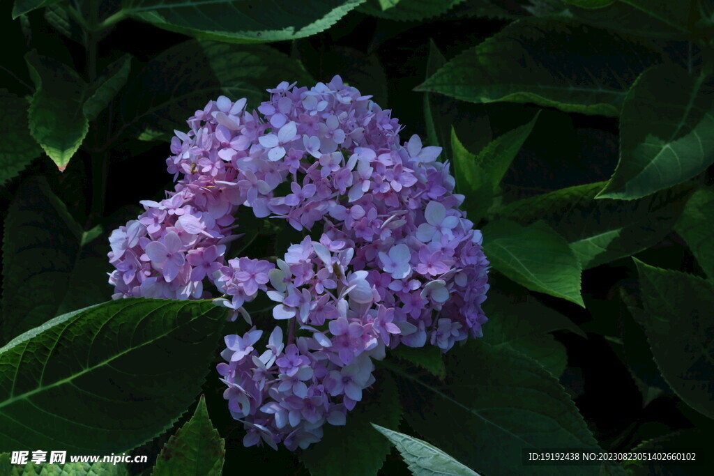 绣球花