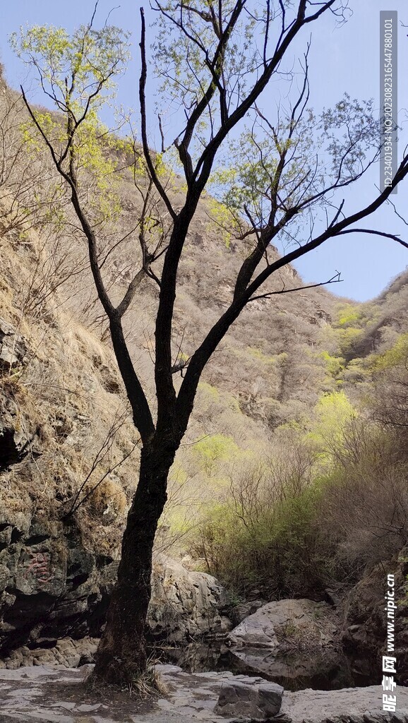 双龙峡峡谷树木溪水春天