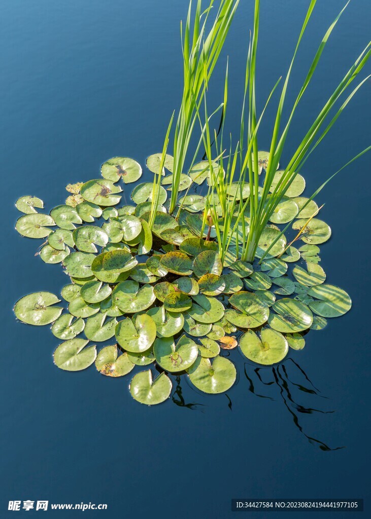 金钱海草