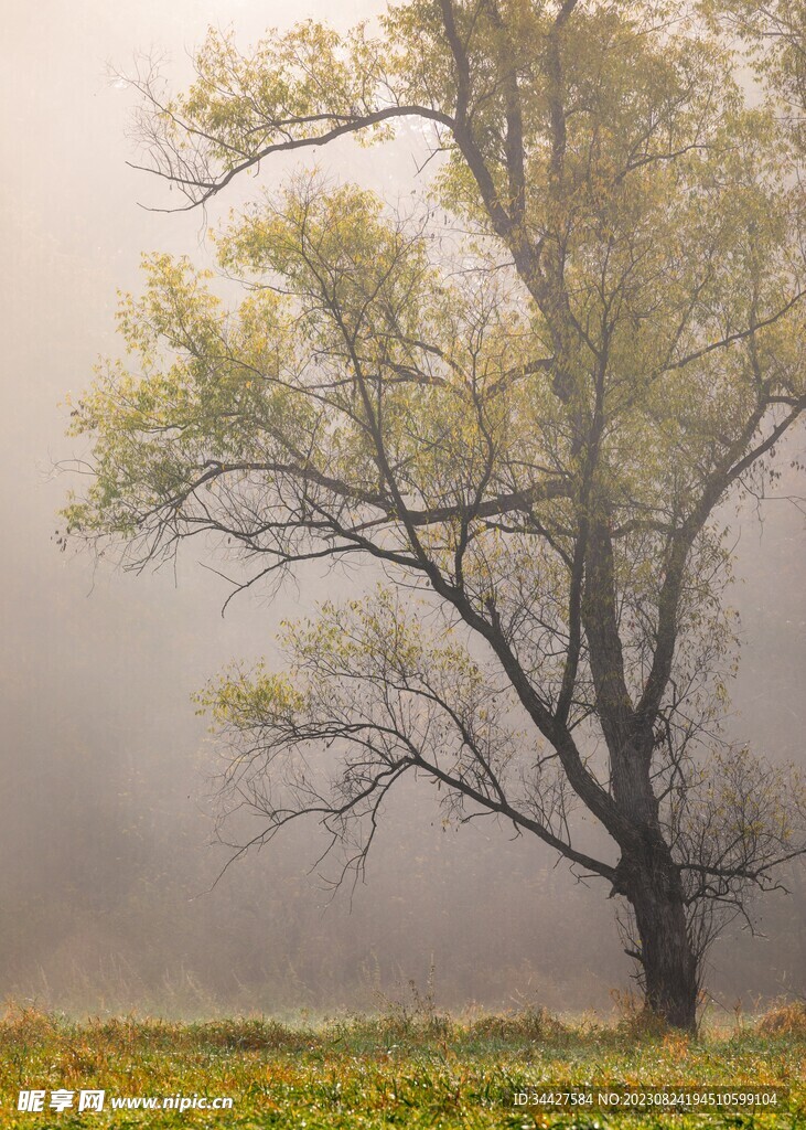 树木和草地素材