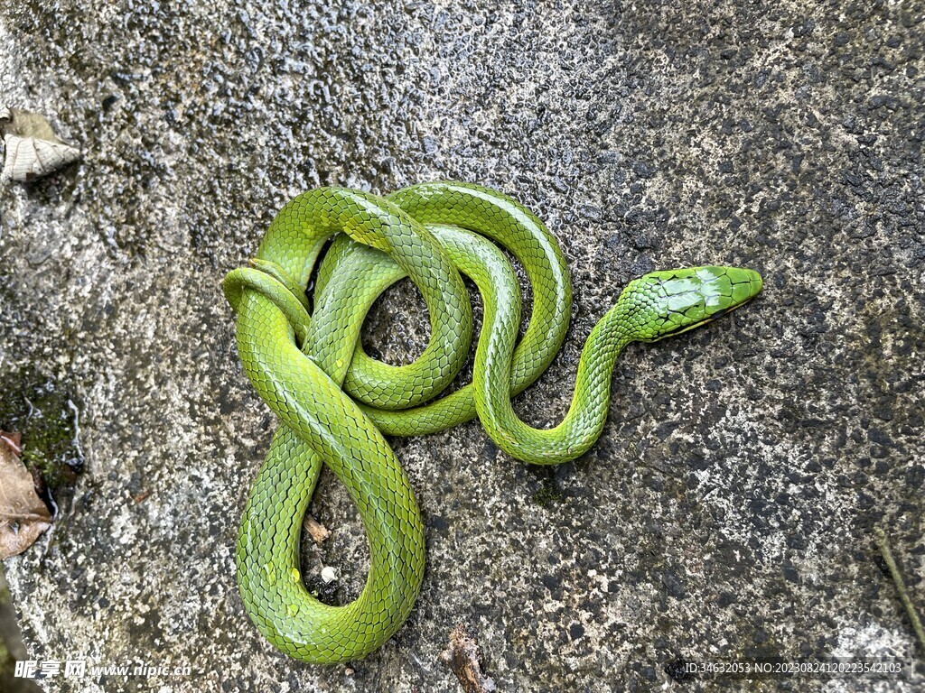 灰腹绿锦蛇 