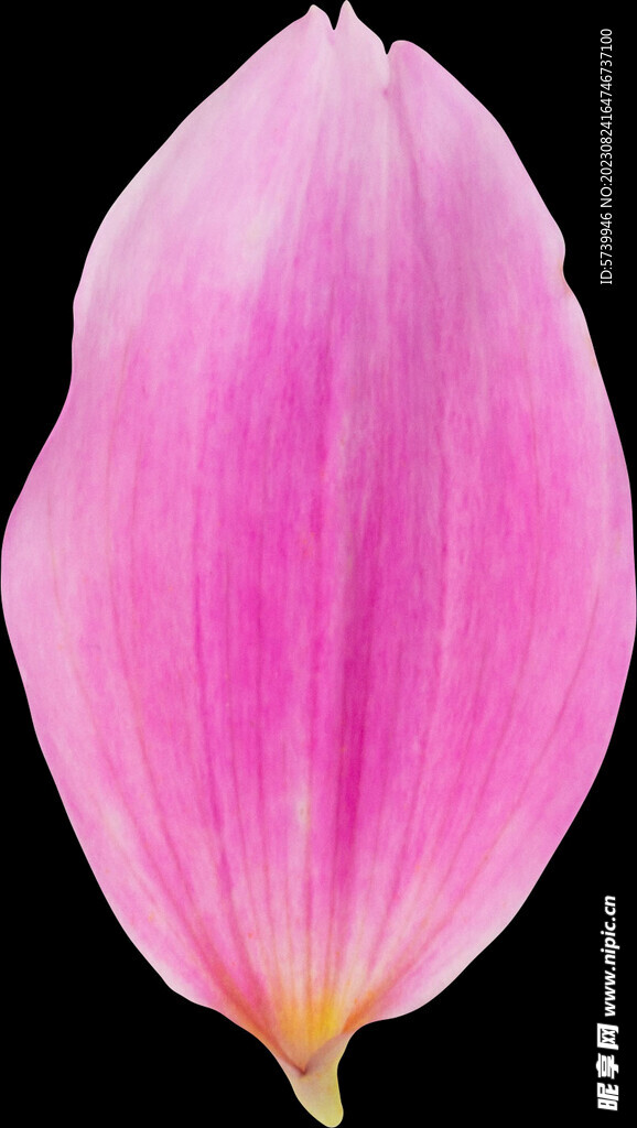 粉色花瓣元素
