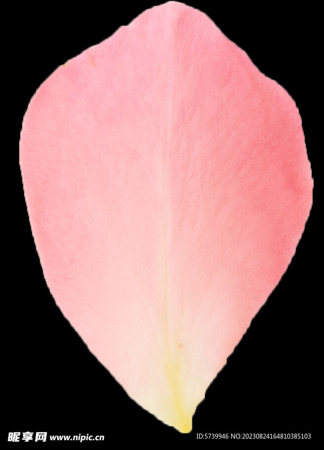 粉色花瓣图片