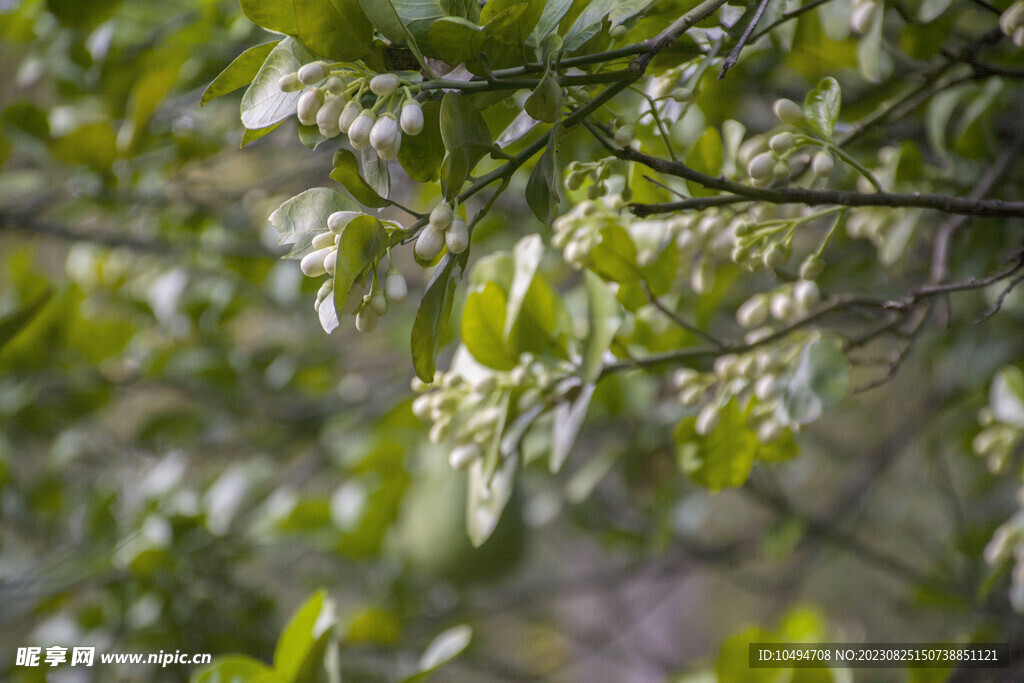 柚子花