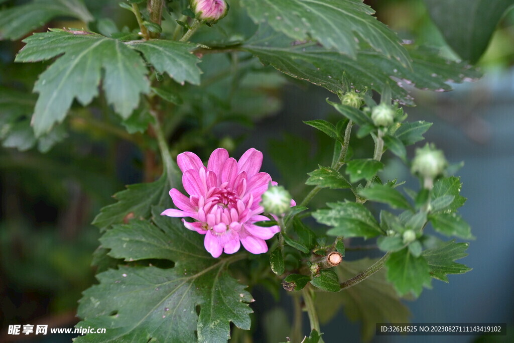 红菊花