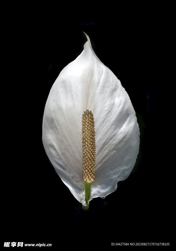 花烛