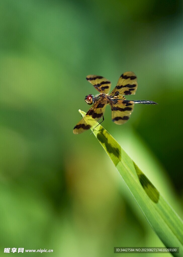 蜻蜓