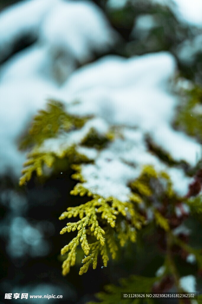 冬天雪景