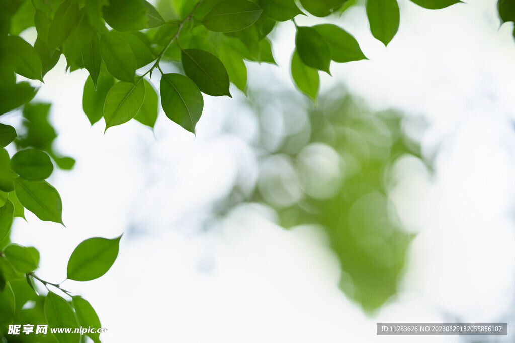 绿色清新自然背景
