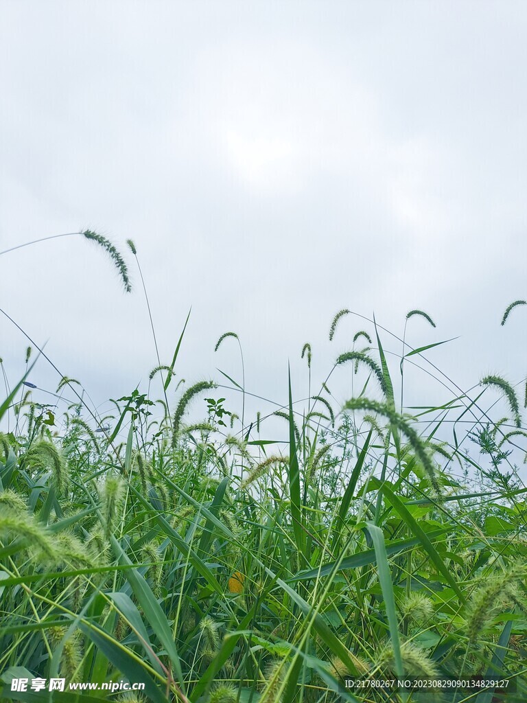 狗尾草