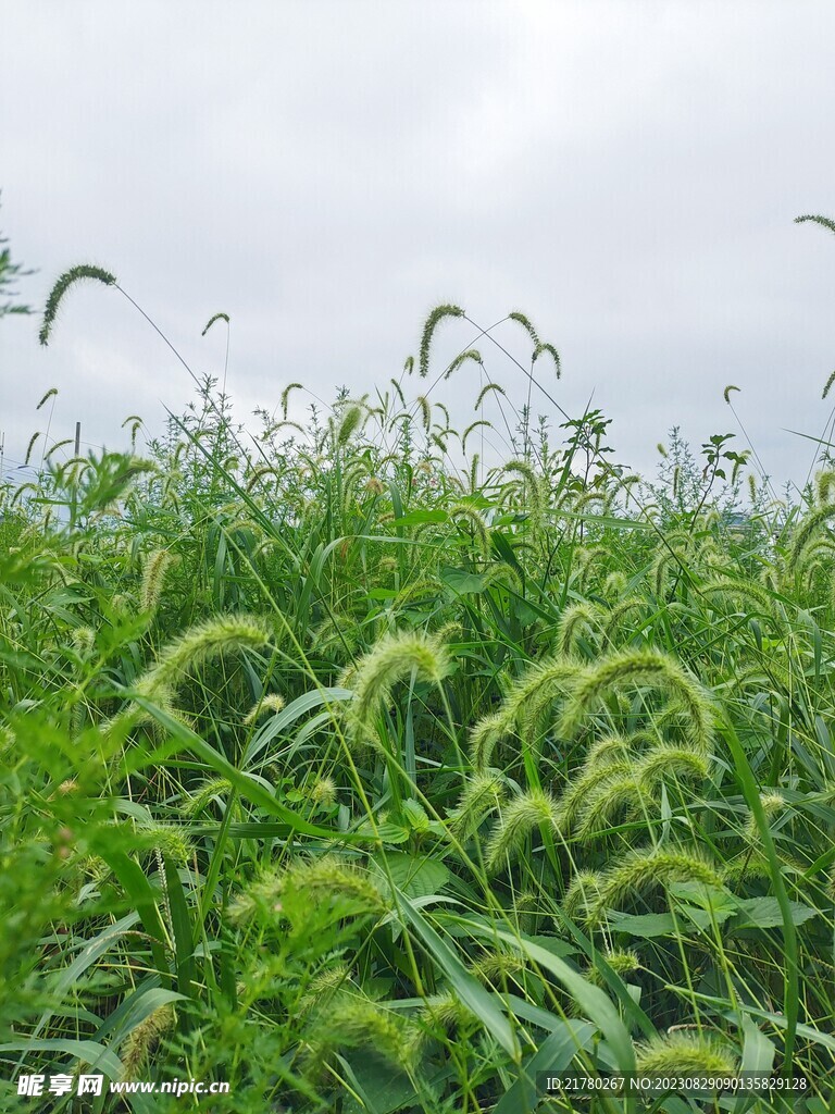 狗尾草