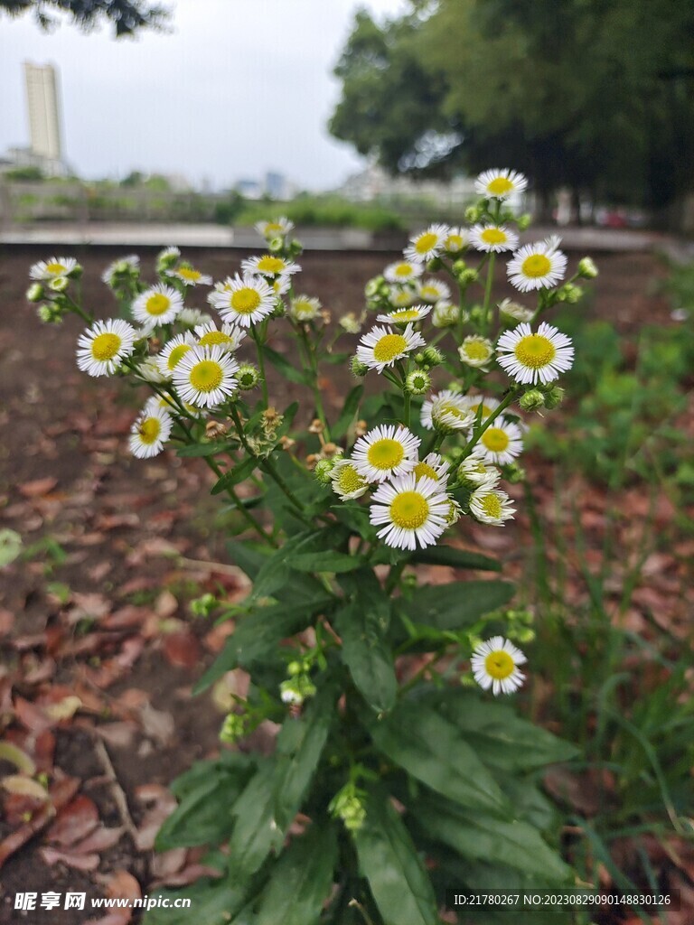 飞蓬