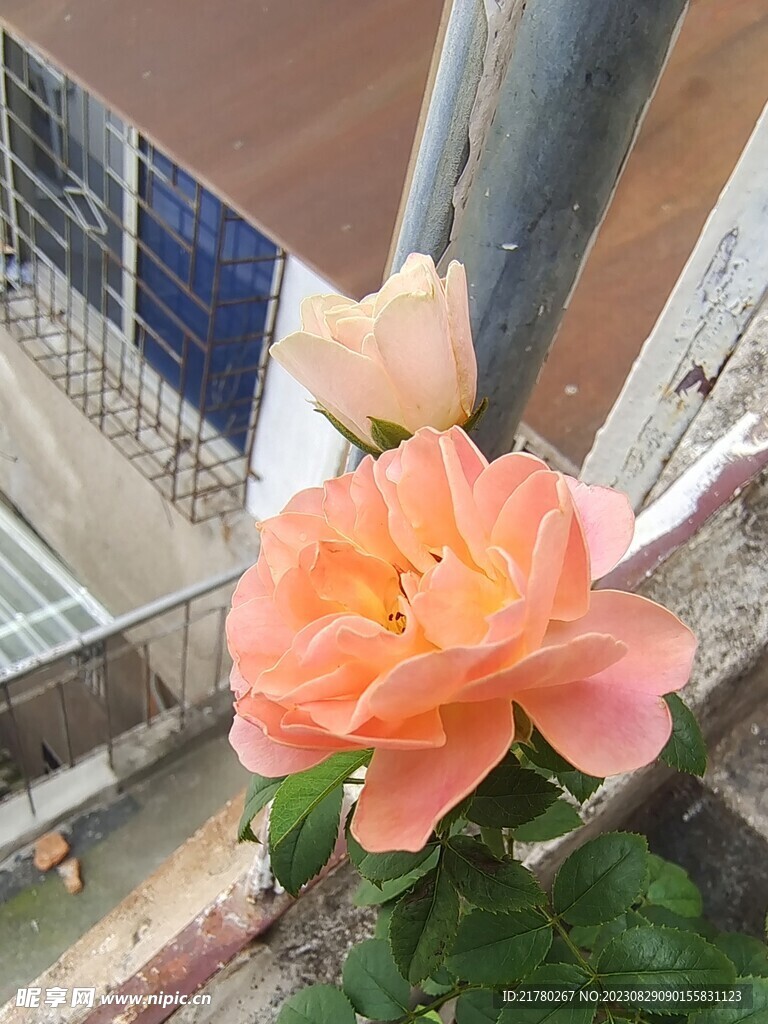 阳台月季
