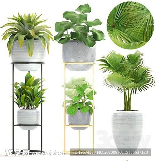 C4D模型 绿色植物 